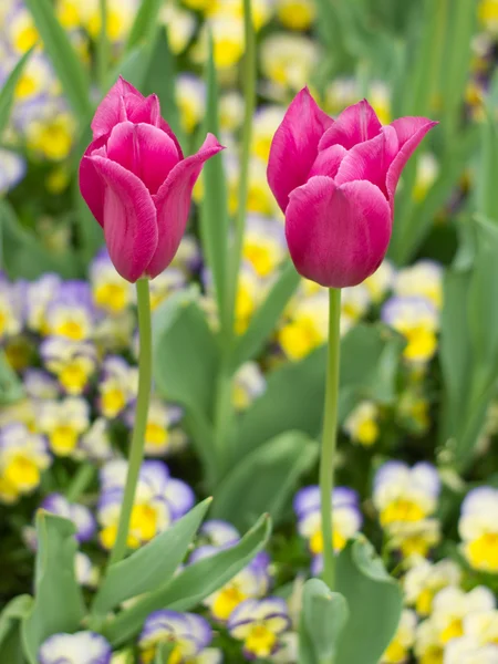 Tulipas em fundo natural — Fotografia de Stock