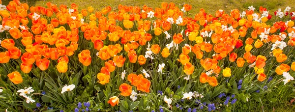 Tulips — Stock Photo, Image