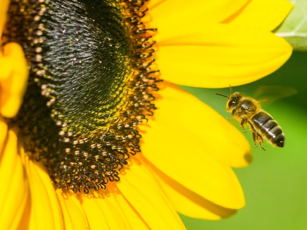 Bee nadert een zonnebloem close-up — Stockfoto