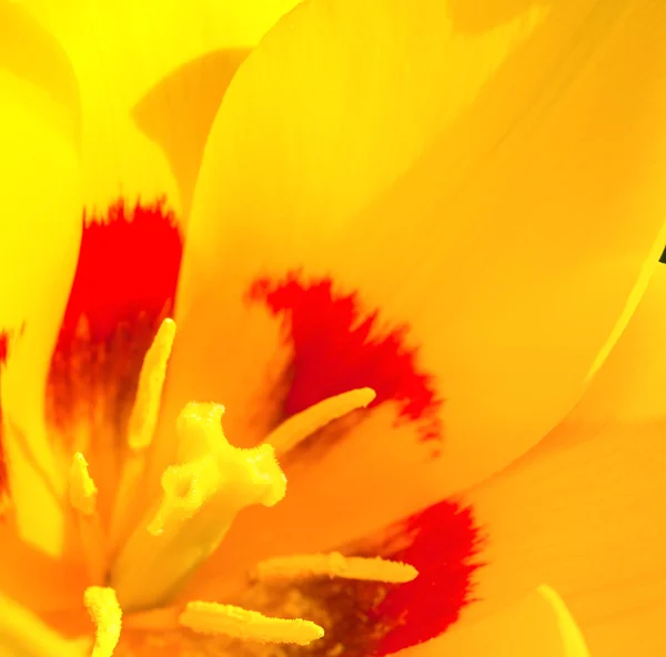 Żółte tulipan zbliżenie — Zdjęcie stockowe