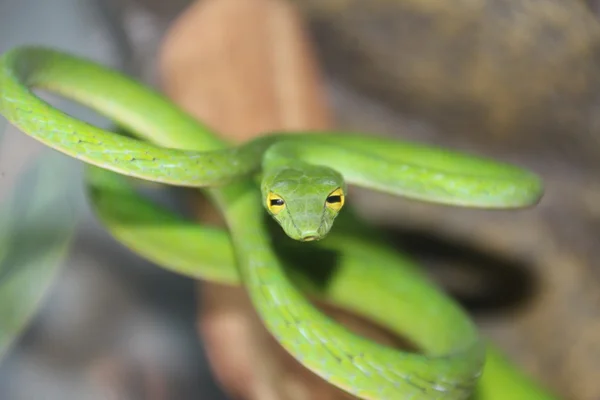 Serpiente de vid Fotos De Stock