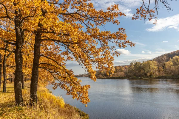 Oak Kuning Musim Gugur Tepi Sungai Latar Belakang Musim Gugur Stok Gambar Bebas Royalti