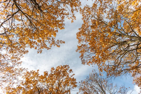 Cabang Dengan Daun Kuning Melawan Langit Biru Latar Belakang Musim Stok Foto