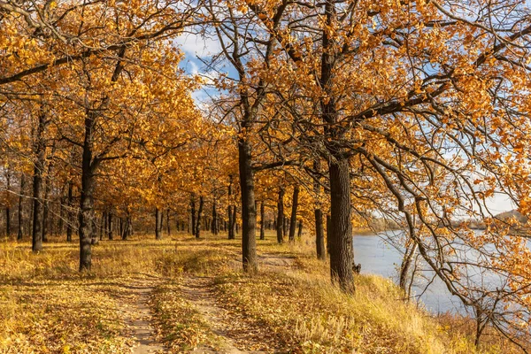 Jalan Hutan Oak Kuning Musim Gugur Stok Lukisan  