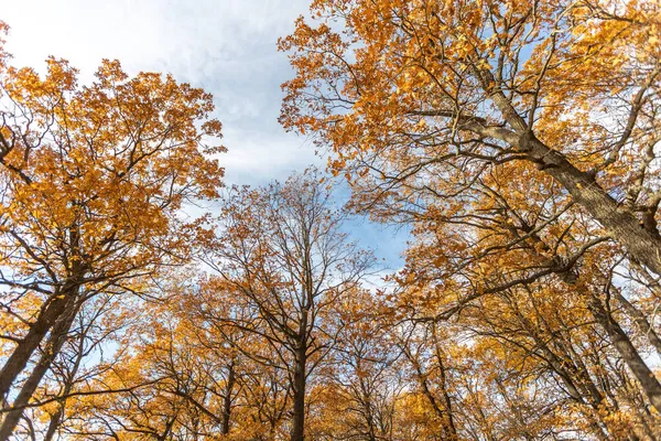 Cabang Dengan Daun Kuning Melawan Langit Biru Latar Belakang Musim Stok Foto