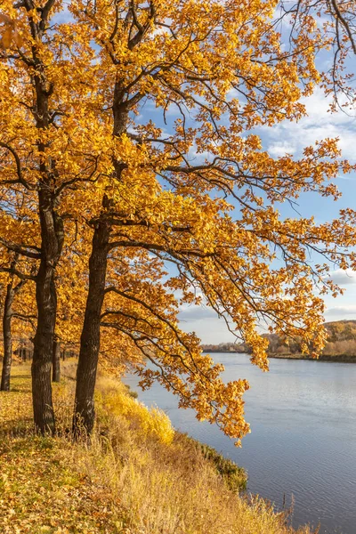 Oak Kuning Musim Gugur Tepi Sungai Latar Belakang Musim Gugur Stok Gambar Bebas Royalti