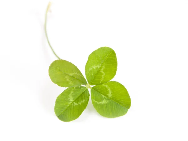 Horseshoe with clover — Stock Photo, Image