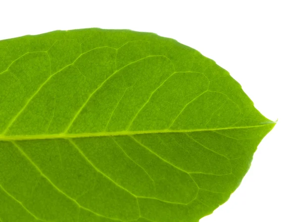 Tekstura drzewo liść — Zdjęcie stockowe