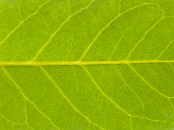 Textur Baum Blatt fallen — Stockfoto