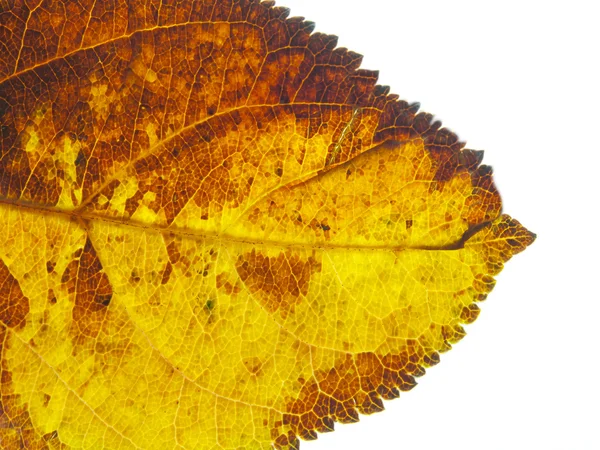 Texture tree leaf fall — Stock Photo, Image