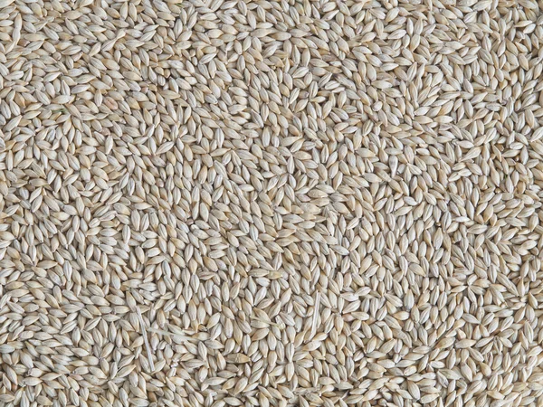 Buğday tanesi — Stok fotoğraf