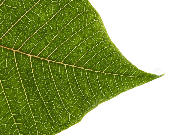 Easter plant poinsettia