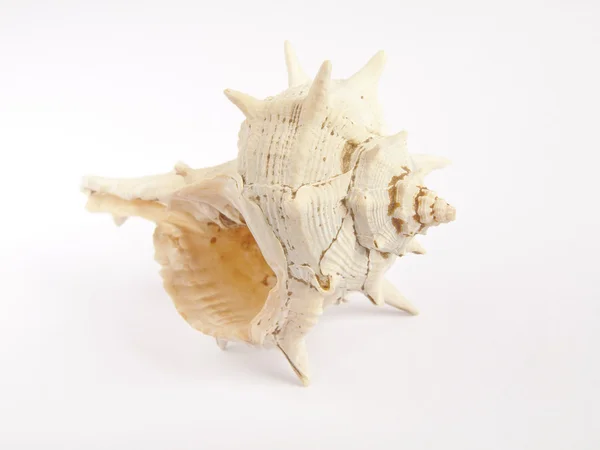 Marine shells on sand — Stock Photo, Image