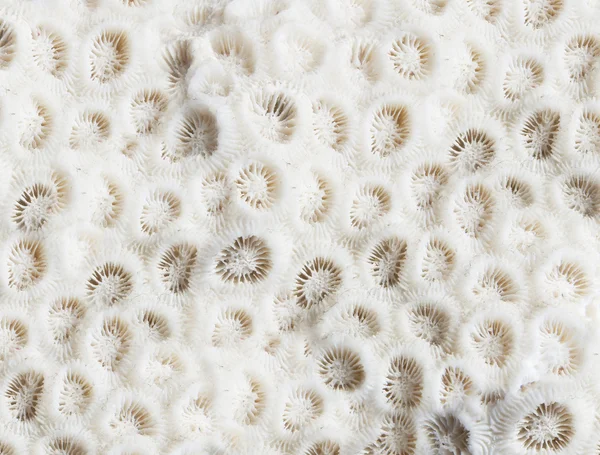 Textura de um close-up de rocha de coral — Fotografia de Stock