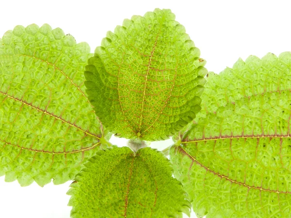 Planta con textura de hojas verdes — Foto de Stock