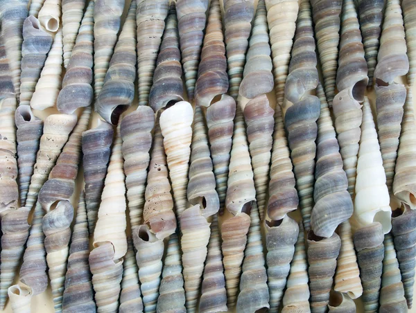 Textuur van zeeschelpen — Stockfoto