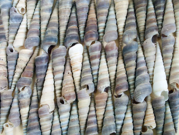 Texture of sea shells — Stock Photo, Image