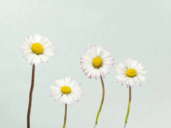 Marguerites blanches sur un fond — Photo