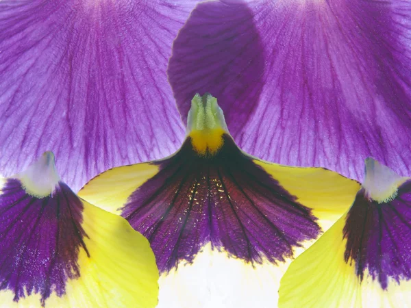 Barevný květ petal closeup — Stock fotografie