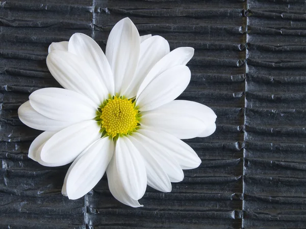 White daisies — Stock Photo, Image