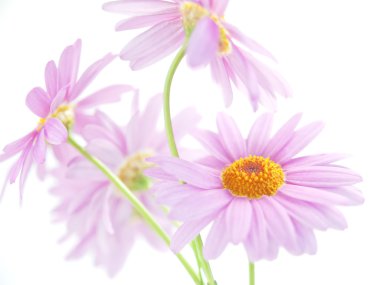 pembe papatya çiçekleri