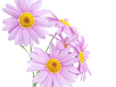 pembe papatya çiçekleri