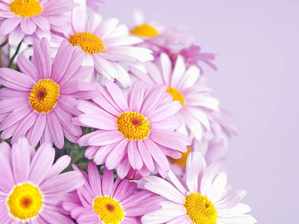 Kwiaty różowy stokrotka — Zdjęcie stockowe