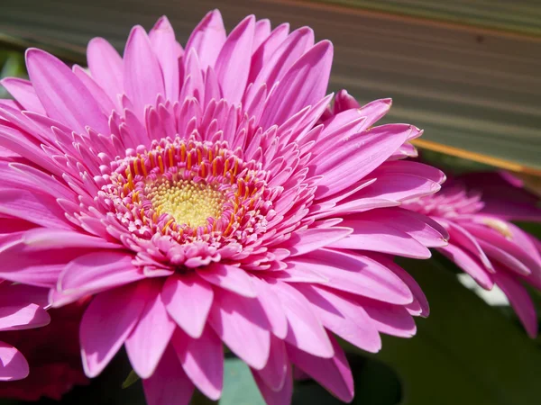 Duas flores cor de rosa — Fotografia de Stock