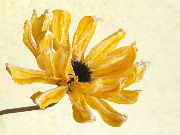 Flor amarilla seca —  Fotos de Stock