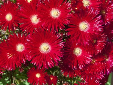 parlak kırmızı çiçekler