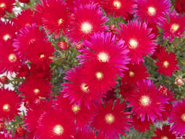 parlak kırmızı çiçekler