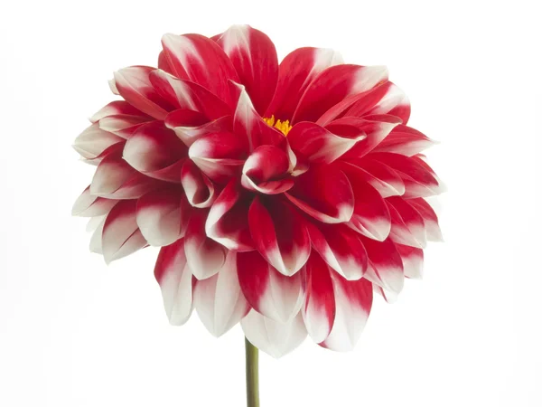 Dahlia — Stock fotografie