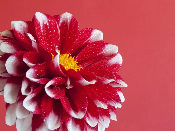 Dahlia — Stock Photo, Image