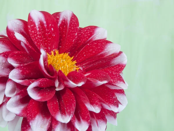 Dahlia — Stock Photo, Image