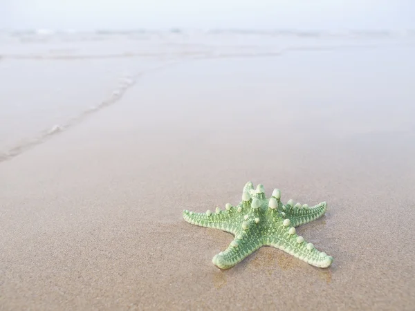 Starfish blocat — Fotografie, imagine de stoc