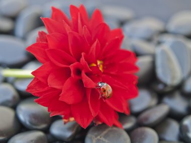 flower and ladybug
