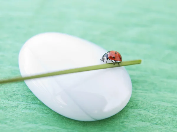 Ladybug running — Stock Photo, Image