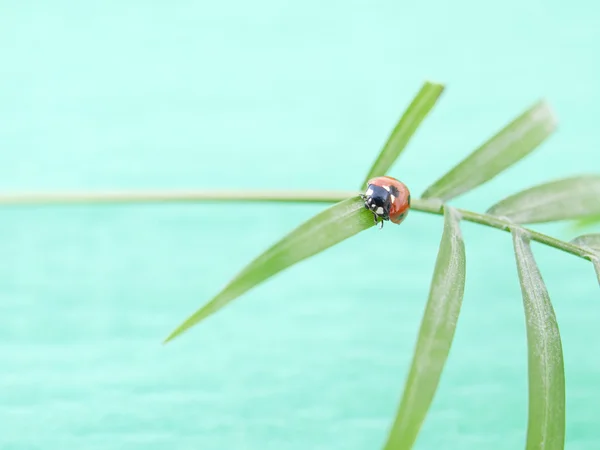 Ladybug running — Stock Photo, Image