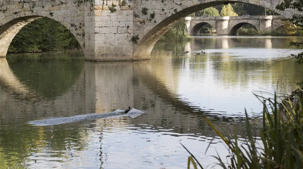 Río Carrión en Palencia — Foto de Stock