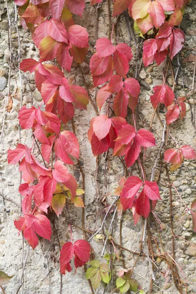 Red leaves — Stock Photo, Image