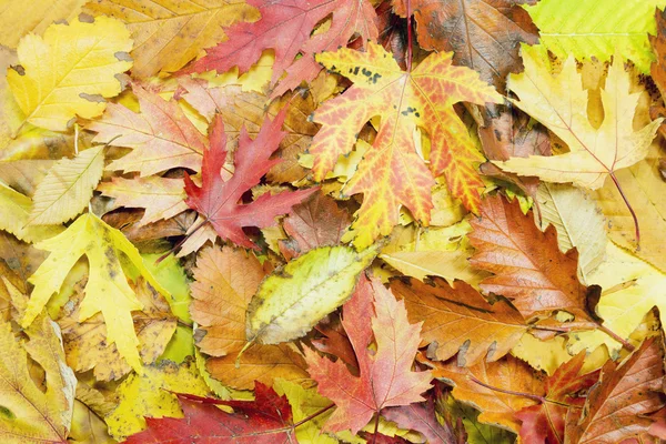 Autumn leaves — Stock Photo, Image