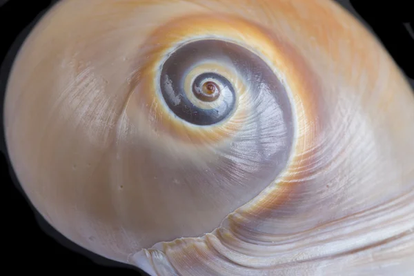 Marine animal shells — Stock Photo, Image