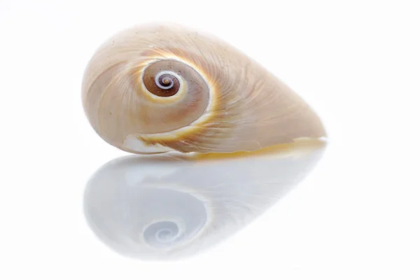 Shell vormen een hart — Stockfoto