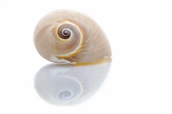 Shell forming a heart — Stock Photo, Image