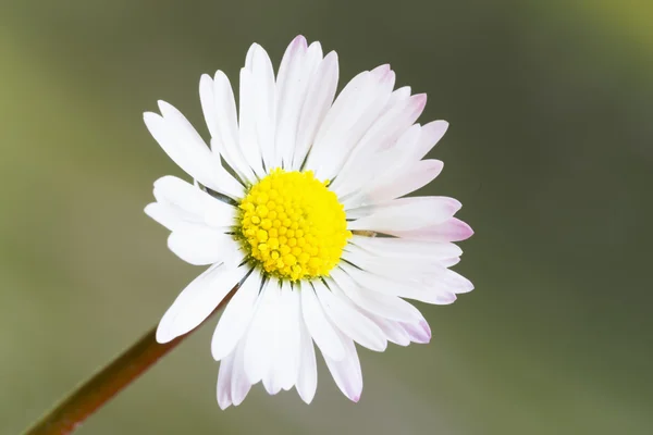 Piękny kwiat stokrotka — Zdjęcie stockowe