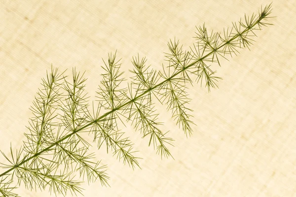 Of decorative grasses — Stock Photo, Image