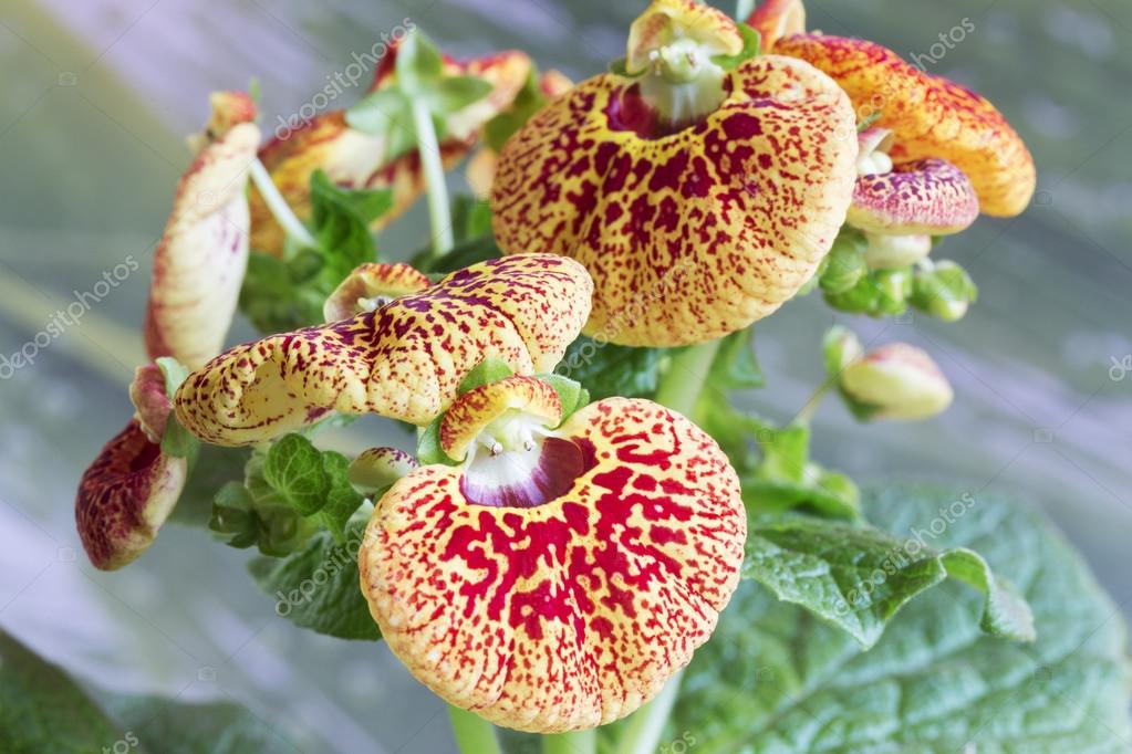 Pocketbook Plant Care - How To Grow Calceolaria Indoors | Gardening Know How