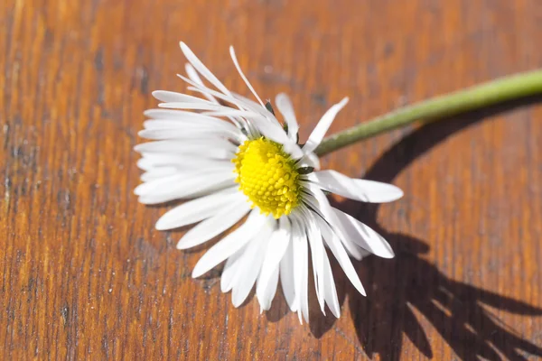 Piękny kwiat stokrotka — Zdjęcie stockowe