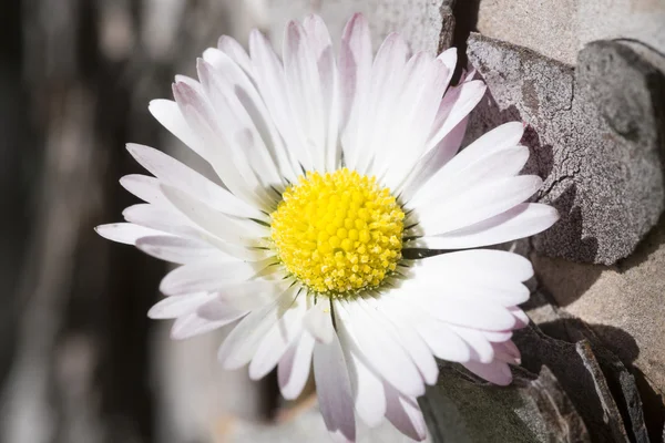 Krásné květinové sedmikráska — Stock fotografie