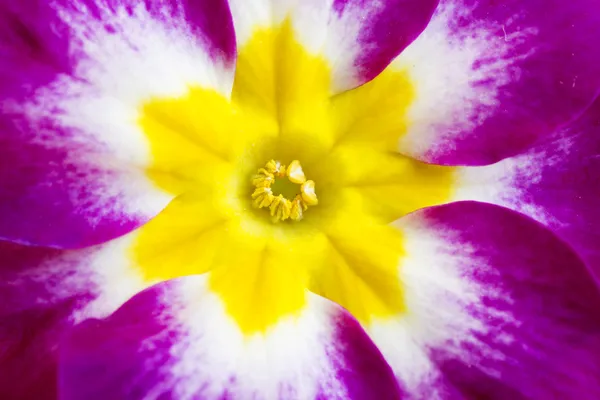 Fialový primula květiny — Stock fotografie